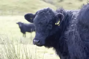 Welsh Black