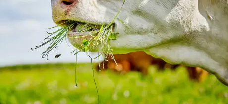 Grasgefüttertes Fleisch, mehr als ein Gesundheitshype