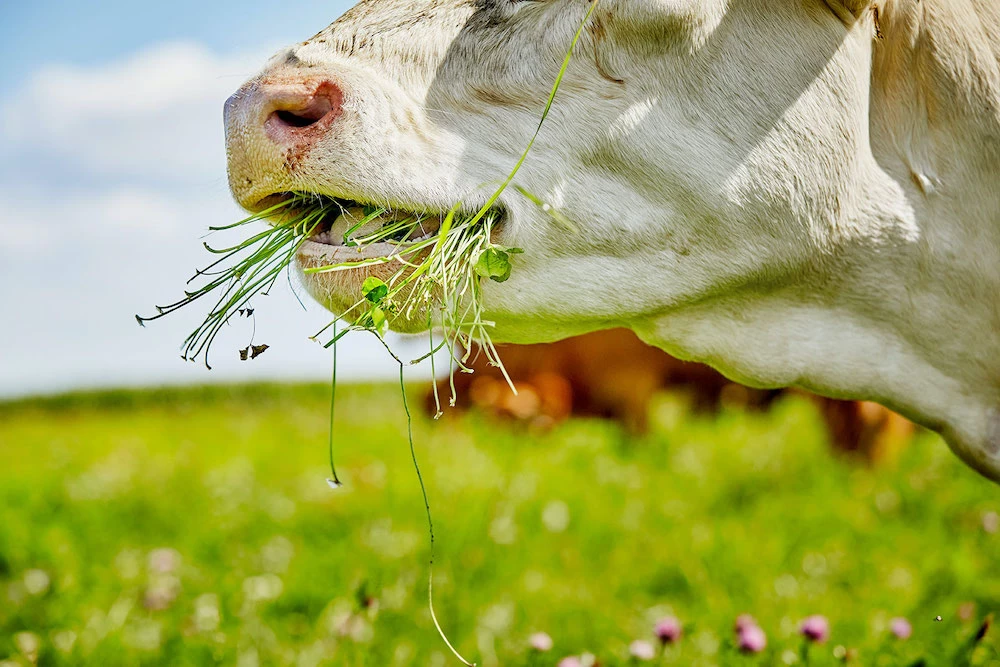 Grasgefüttertes Fleisch, mehr als ein Gesundheitshype