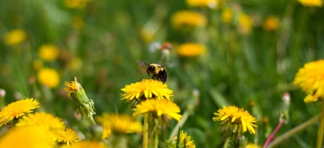 Wie unsere Landwirte das Überleben der Bienen sichern