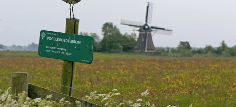 Landwirte als Beschützer der Uferschnepfe: ein Maßstab für gesunde Böden