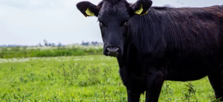 Was ist regenerative Landwirtschaft?