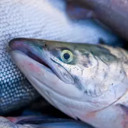 Wilder Sockeye Lachs