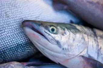 Wilder Sockeye Lachs