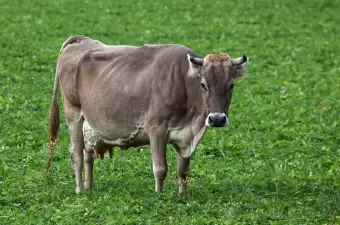 Braunvieh