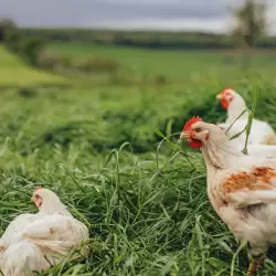 Wanderhuhn Isa