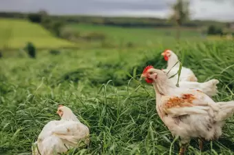 Wanderhuhn Isa