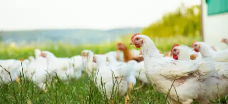 Bio Huhn statt Maishähnchen!