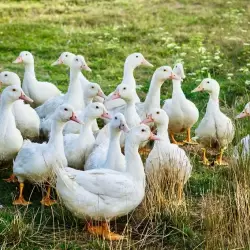 Deutsche Weidegans Deutsche Weidegans