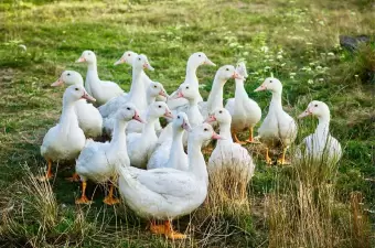 Deutsche Weidegans