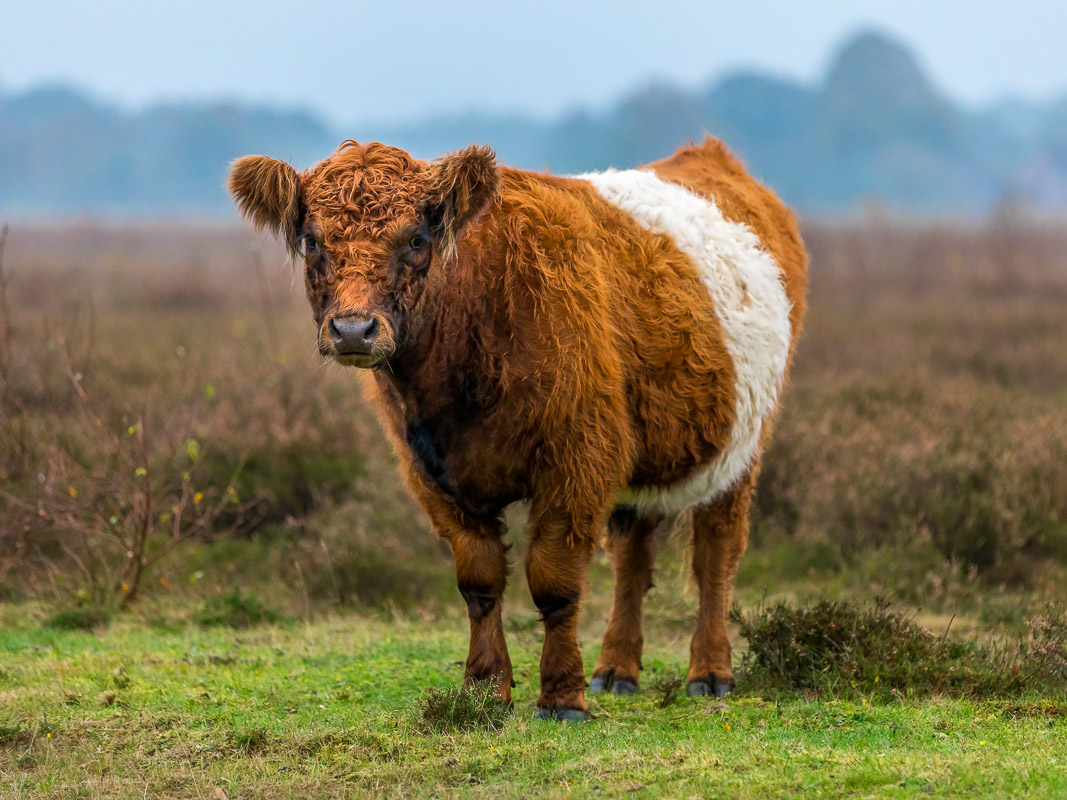 Galloway Informationen zur Rinderrasse Fleischqualität Kaufnekuh