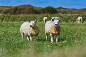 Texeler Schaf