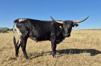 Texas Longhorn