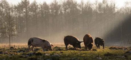 Nie wieder Supermarktfleisch