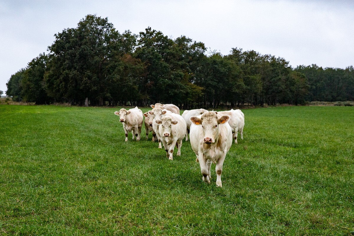 Charolais Informationen zur Fleischrasse Kaufnekuh