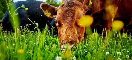 Woher kommt unser Rindfleisch?