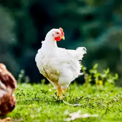 Biohuhn Isa
