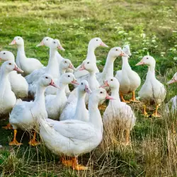 Cherry Valley Ente