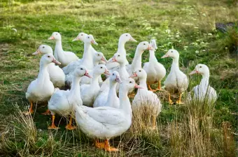 Cherry Valley Ente