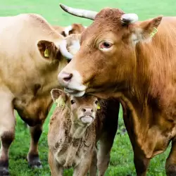 Limousin