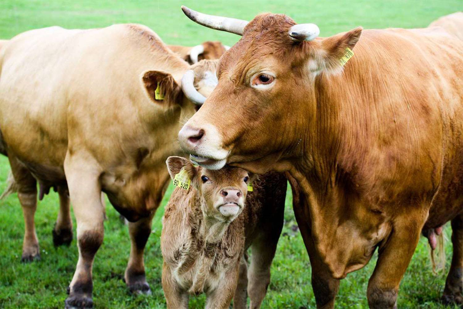 Limousin Informationen zur Fleischrasse Kaufnekuh