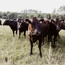 Wagyu