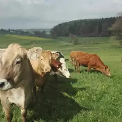 Bio Bauern