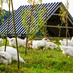 Biohof Zieslübbe