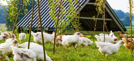 Biohof Zieslübbe