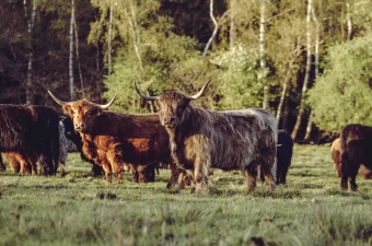Schottisches Hochlandrind