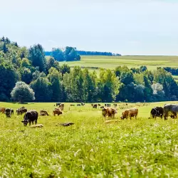 Biologische Weiderinder