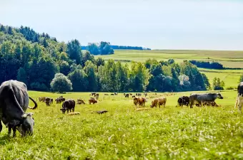 Biologische Weiderinder