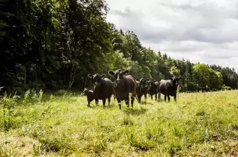 Black Angus