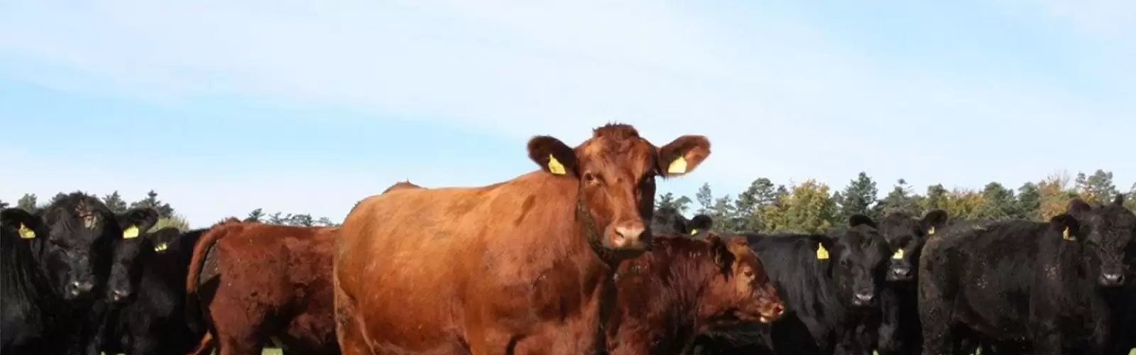 Uwe Gorjup