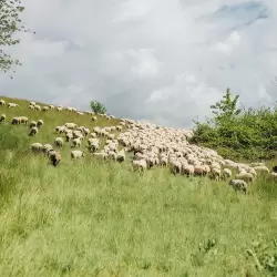 Merino-Kreuzung Merino-Kreuzung