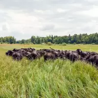 Weidegemeinschaft Familie Matscher, Otterbach und Reichmann
