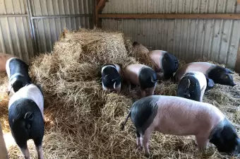 Schwäbisch Hällisches Landschwein
