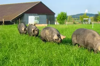 Deutsches Cornwallschwein