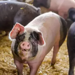 Deutsches Sattelschwein