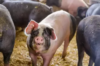 Deutsches Sattelschwein