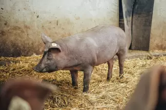 Duroc-Iberico