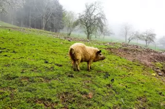 Wollschwein