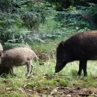 Jagdgebiete Rheinland-Pfalz Jagdgebiete Rheinland-Pfalz