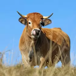 Aubrac