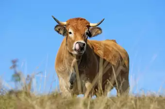 Aubrac