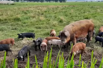 Duroc