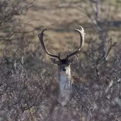 Amsterdamse Waterleidingduinen