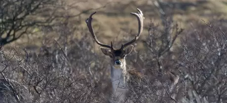 Amsterdamse Waterleidingduinen