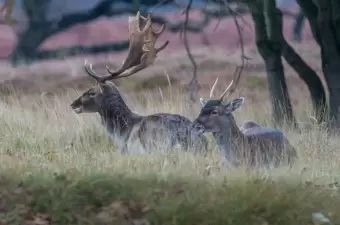 Dammhirsch