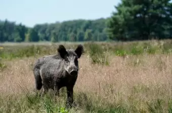 Wildschwein